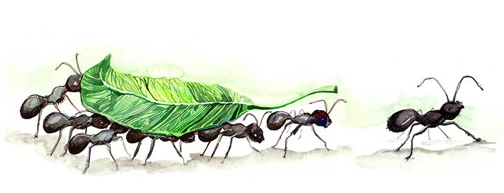 ants working together as a team