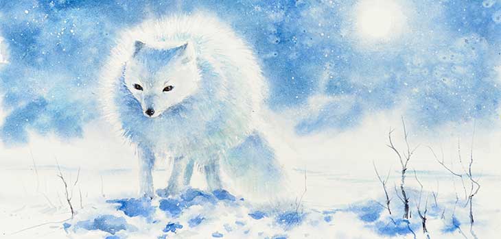 arctic fox white adaptation