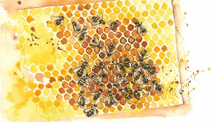 unified honey bee colony queen